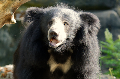 Sloth Bear 1 J7